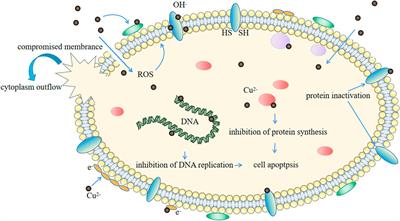 Biological properties of Cu-bearing and Ag-bearing titanium-based alloys and their surface modifications: A review of antibacterial aspect